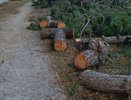 В Новороссийске на Анапском шоссе вырубили еловые деревья