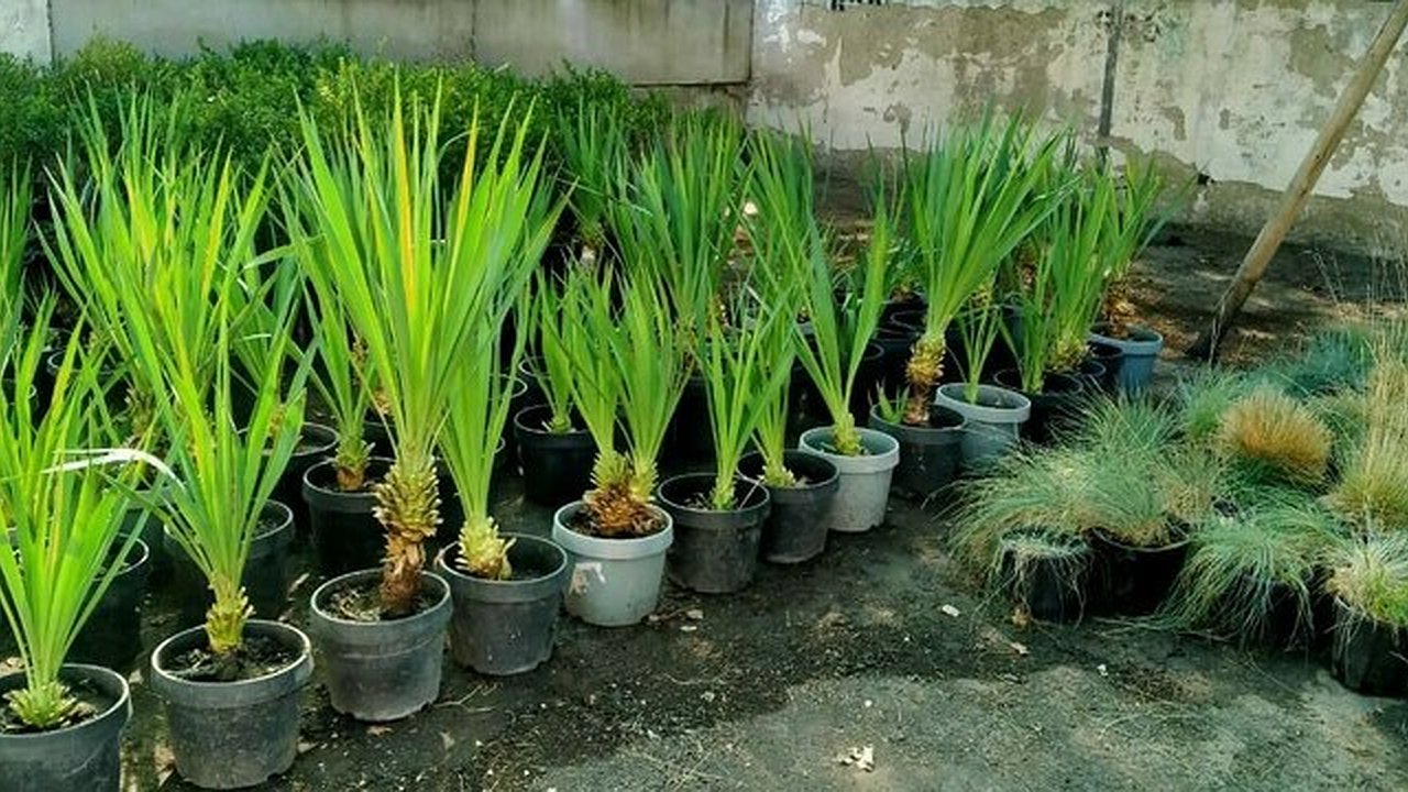 Главная картинка новости: В Новороссийске появится питомник для растений