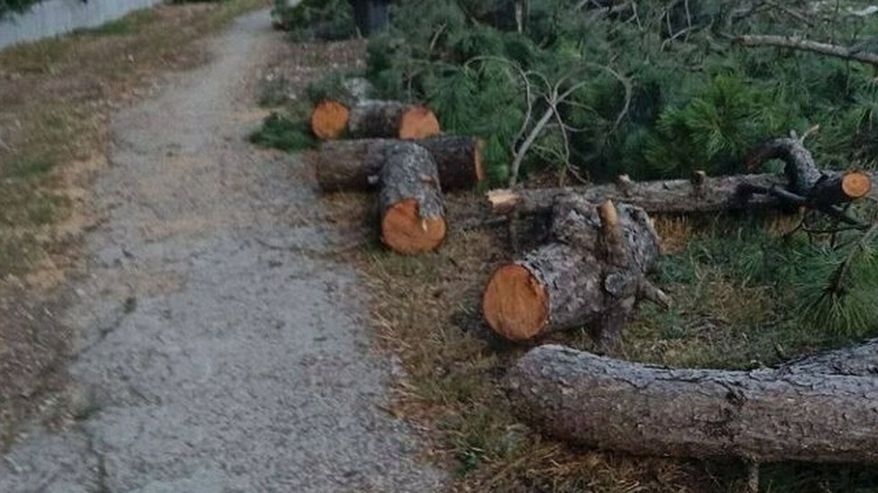 Главная картинка новости: В Новороссийске на Анапском шоссе вырубили еловые деревья
