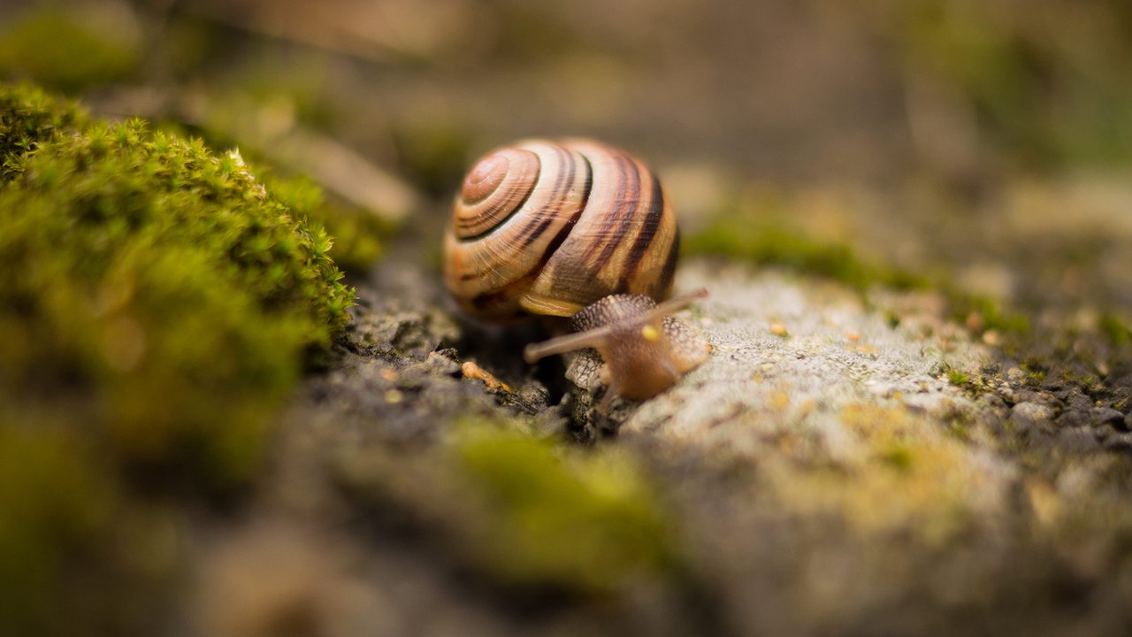 Главная картинка новости: Биолог назвал эффективное средство против слизней