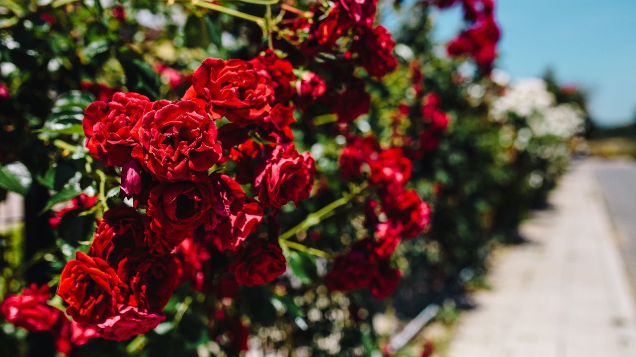 Главная картинка новости: Подкармливай розы этим удобрением в августе и они будут радовать вас долго прекрасными соцветиями