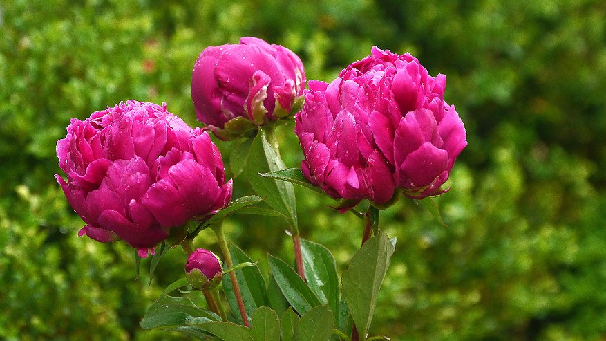 Главная картинка новости: Сделайте это в августе с пионами и получите буйное цветение в следующем году