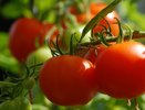 Ускорить созревание томатов довольно просто