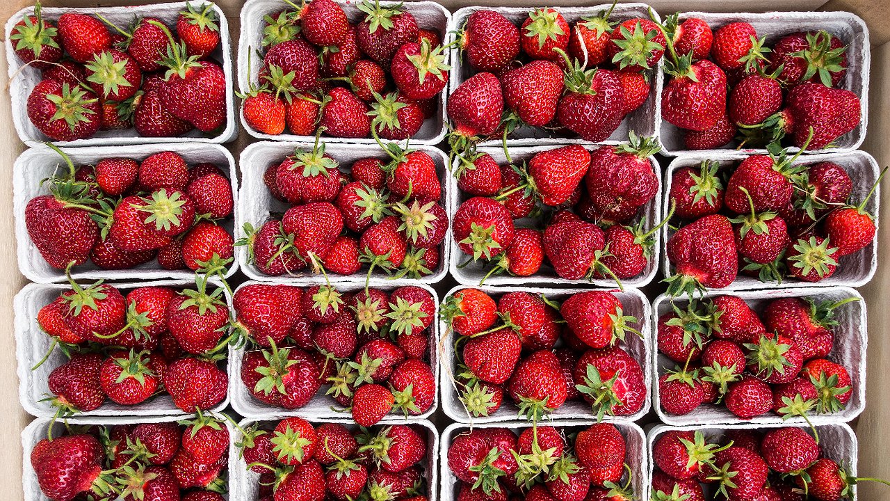 Главная картинка новости: Сажать клубнику в августе, и собирать каждый год урожай ведрами