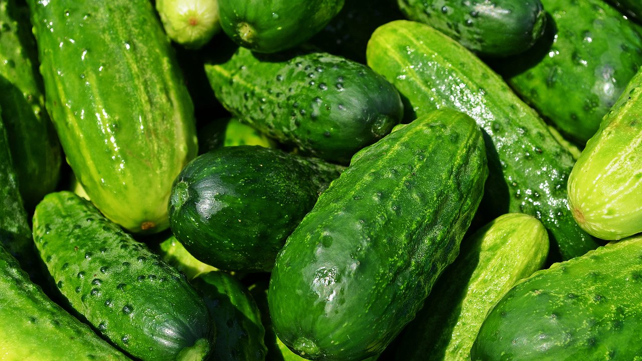 Главная картинка новости: Всего 2 грамма для раствора – и собираю огурцы до поздней осени