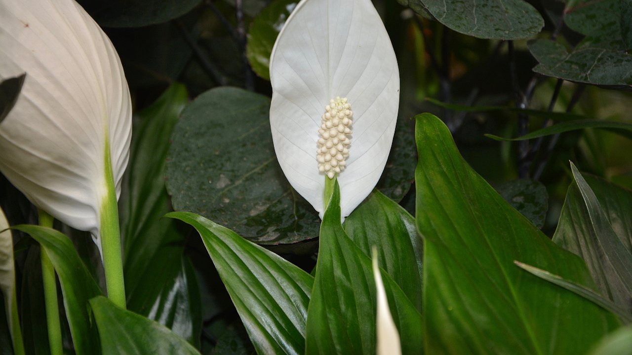 Главная картинка новости: Спатифиллум точно зацветет сразу после этой подкормки