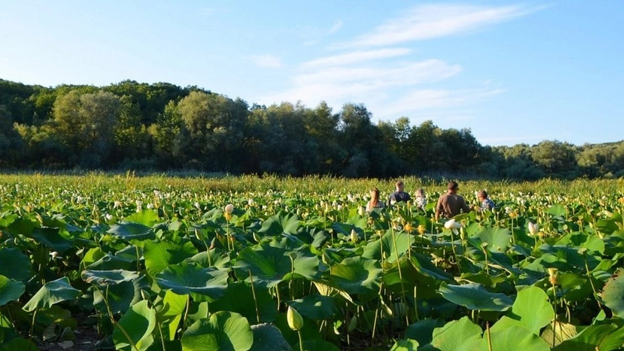 Главная картинка новости: Последняя возможность увидеть лотосы на озере Бам под Новороссийском