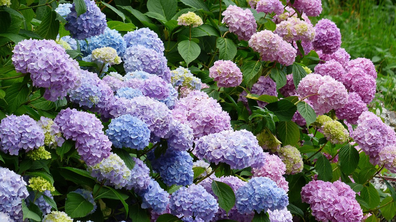 Главная картинка новости: Гортензии цветут в ярких красках: секрет в уксусе