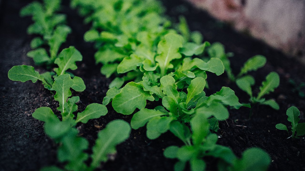 Главная картинка новости: Грунт от этой добавки станет размягчится и станет пушинкой