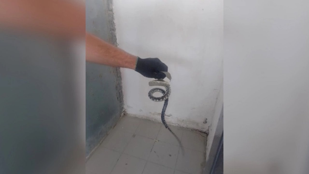 Главная картинка новости: В Новороссийске спасатели вытащили из подвала змею