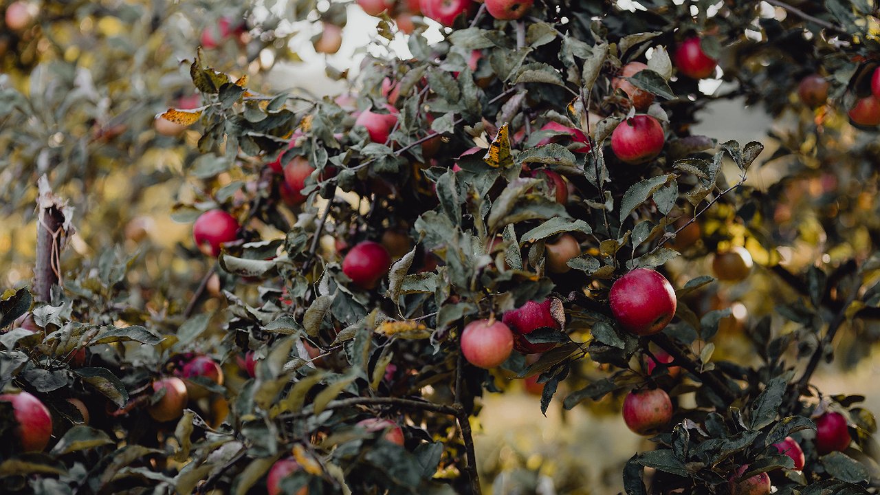Главная картинка новости: Гнилые яблоки на дереве в прошлом: методика борьбы с монилиозом