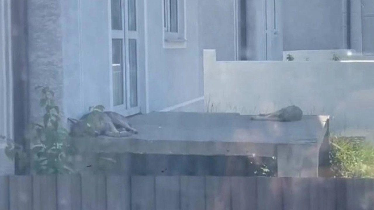 Главная картинка новости: Под Новороссийском шакалы каждую ночь нападают на кошек и собак