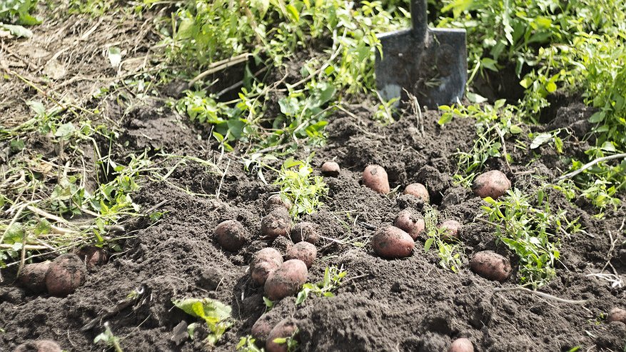 Главная картинка новости: Как увеличить урожай картофеля в конце августа