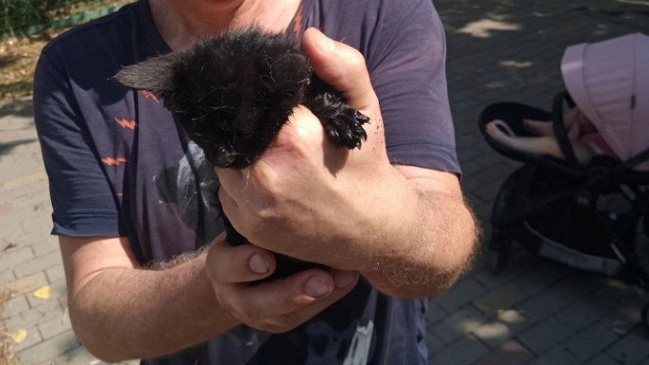 Главная картинка новости: Спасатели Новороссийска достали из лабиринта ливневого коллектора крошечного котенка