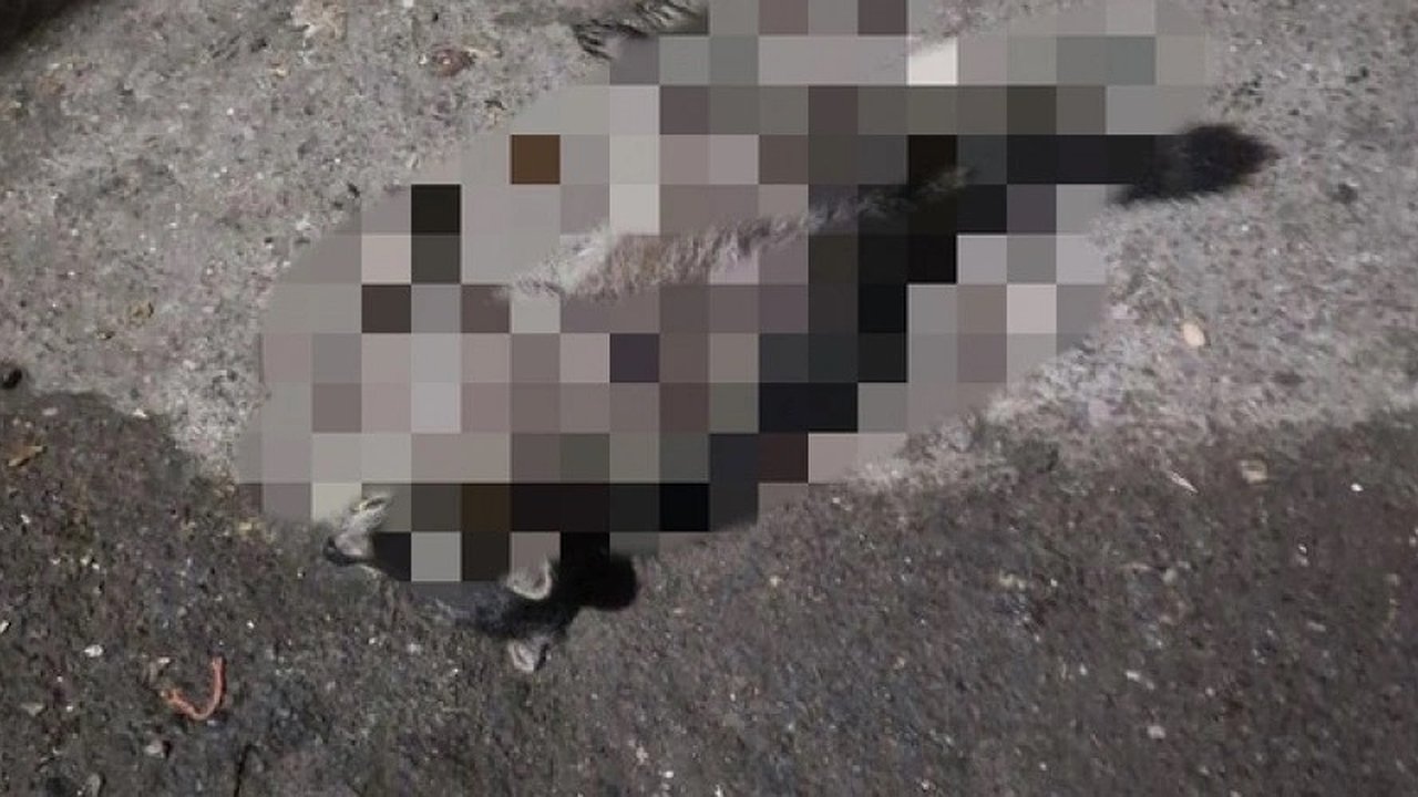 Главная картинка новости: Новороссийцы обнаружили мертвого енота у себя во дворе