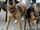 Бродячие собаки терроризируют жителей Новороссийска
