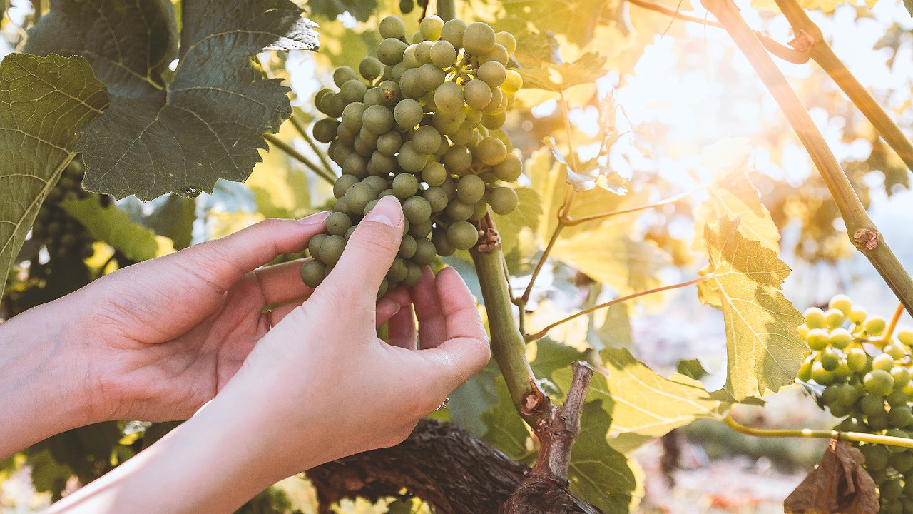 Главная картинка новости: Формируйте виноград именно таким методом и он начнет приносит большие урожаи