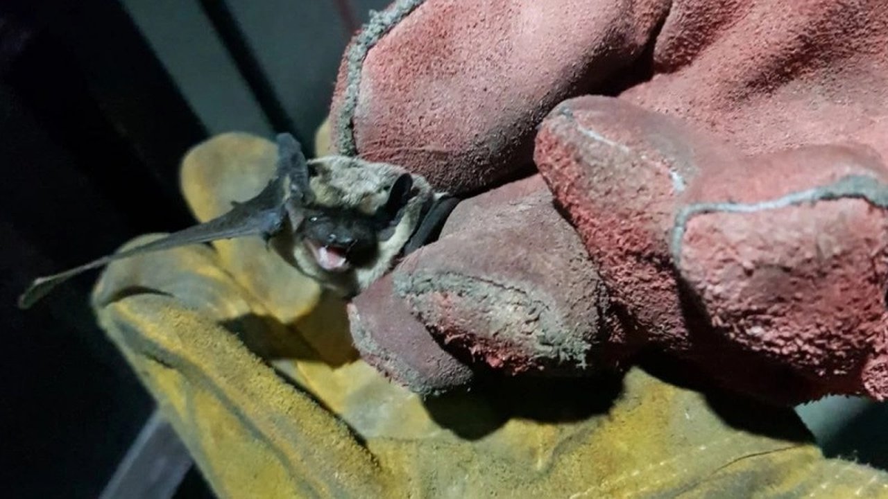 Главная картинка новости: Спасатели поймали летучую мышь в квартире жительницы Новороссийска