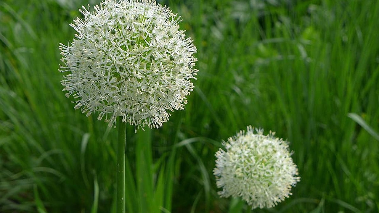 Главная картинка новости: Как и когда сажать чеснок под зиму в 2024