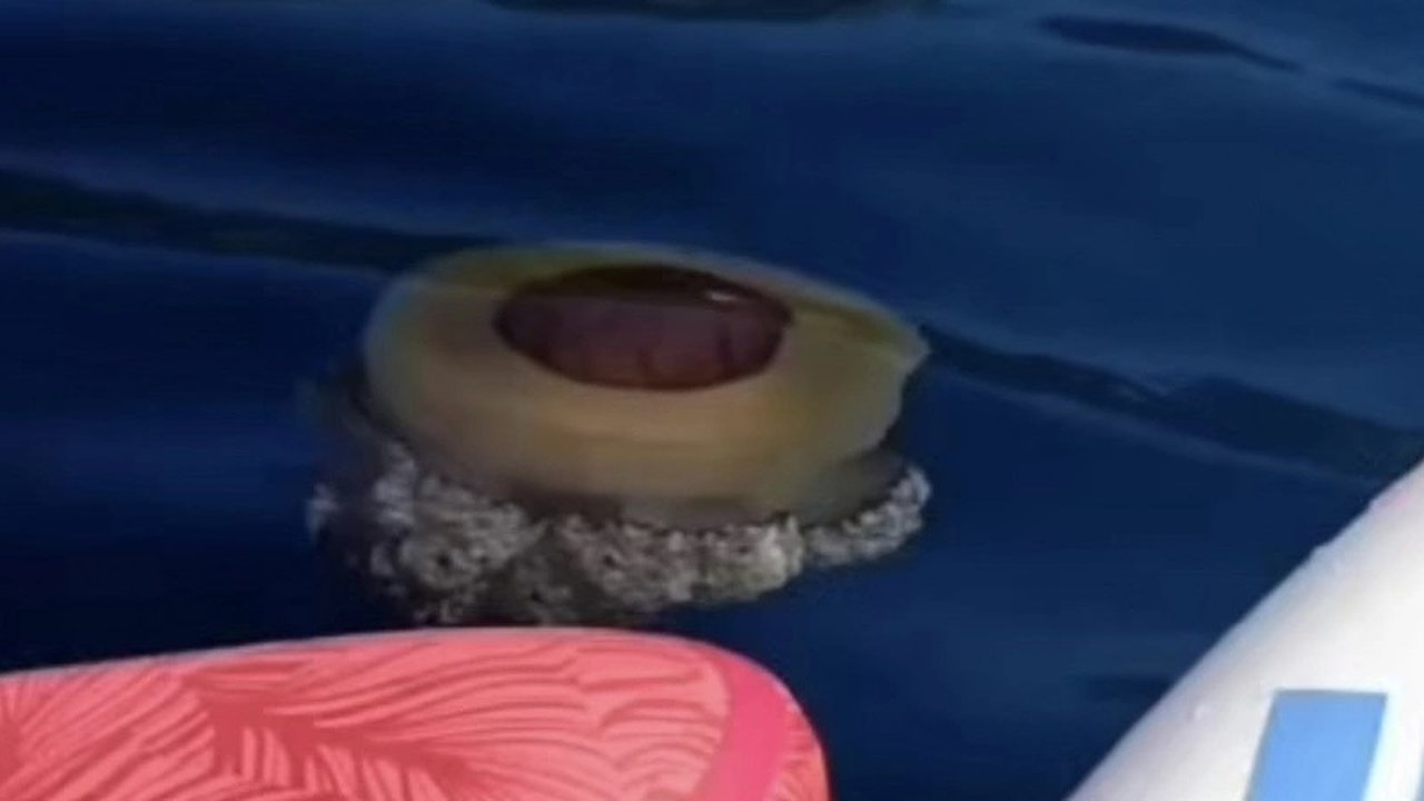 Главная картинка новости: В Черном море появились опасные «мозговые» медузы