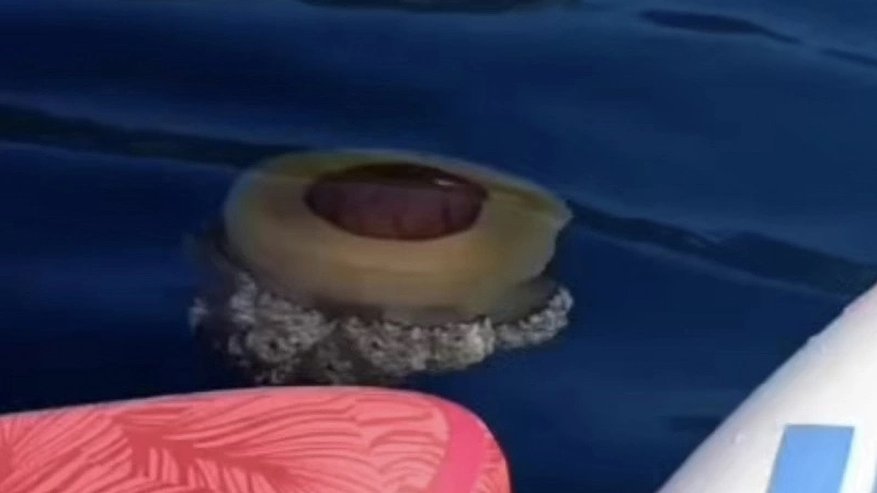 Главная картинка новости: В Черном море появились опасные «мозговые» медузы