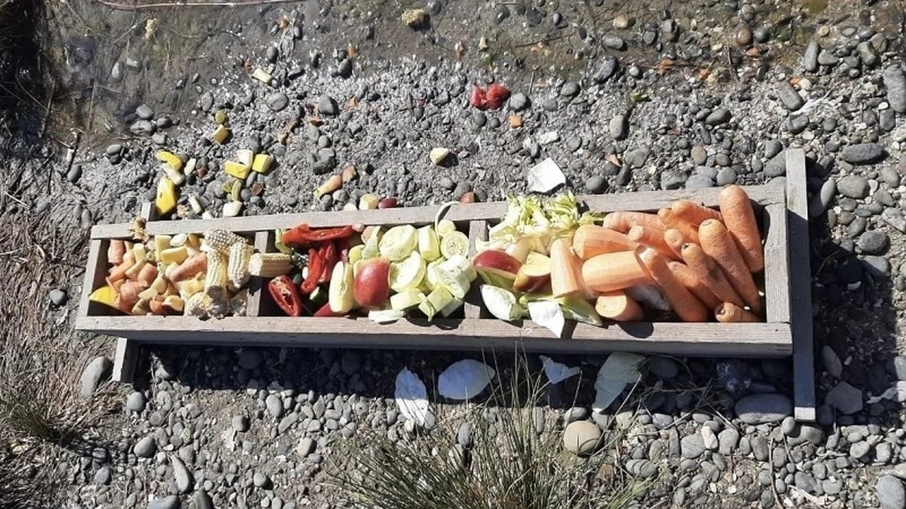 Главная картинка новости: Новороссийцы откликнулись на просьбу подкармливать нутрий