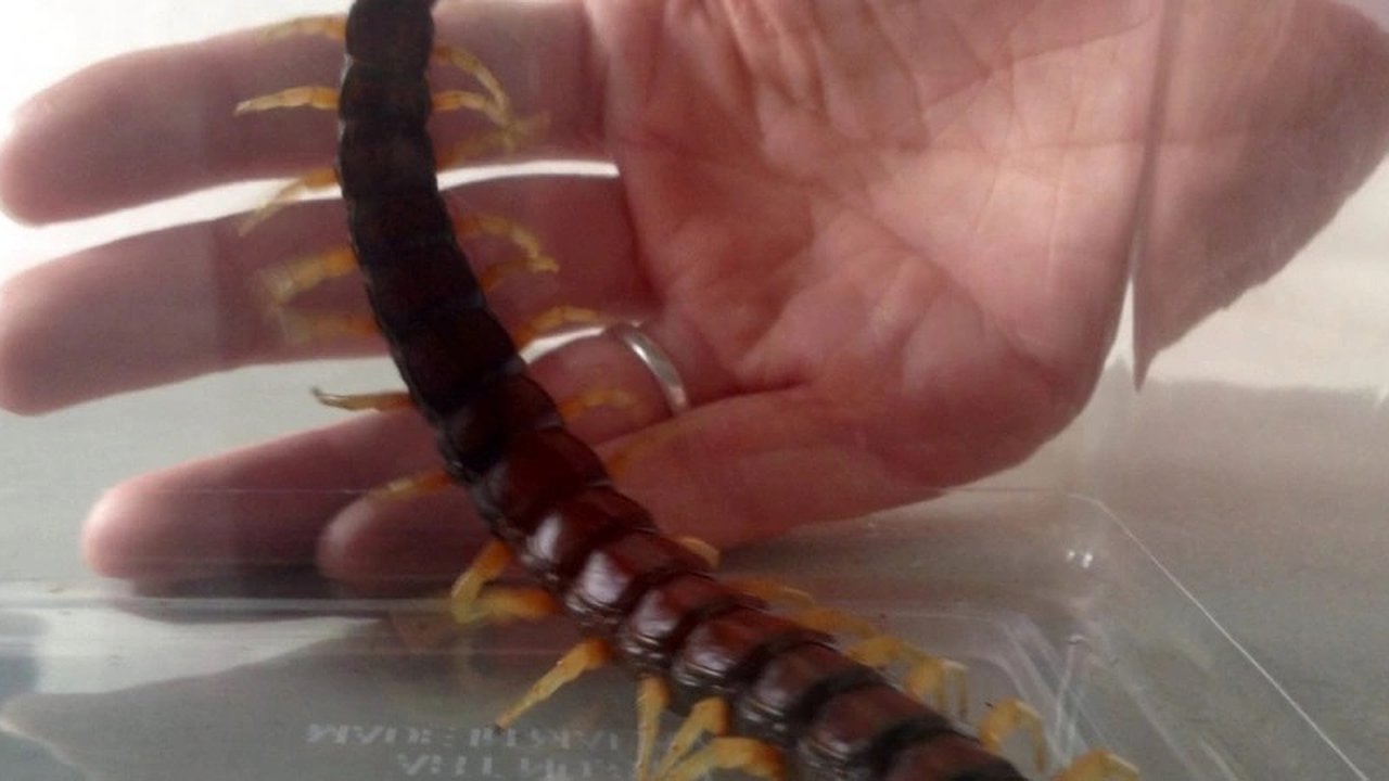 Главная картинка новости: Пригорода Новороссийска наводнили сколопендры