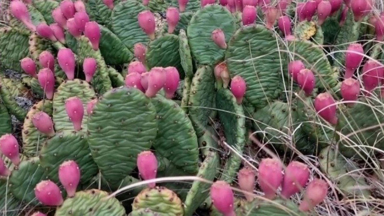 Главная картинка новости: В горах созрели плоды съедобных кактусов