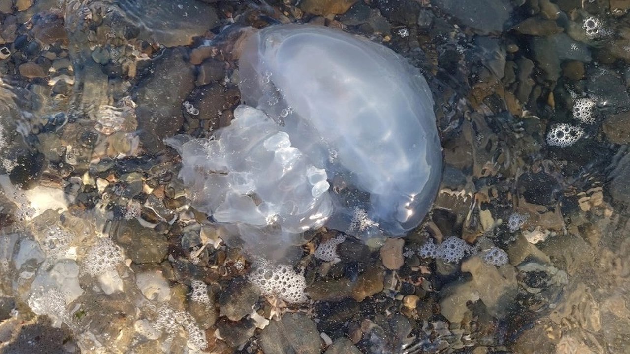 Главная картинка новости: Медузы на пляже "Алексино" в Новороссийске