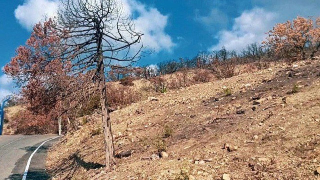 Главная картинка новости: Восстановление леса в заказнике «Абрауский» после июльского пожара