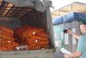 Миниатюра новости: В Абхазии начался сезон мандаринов