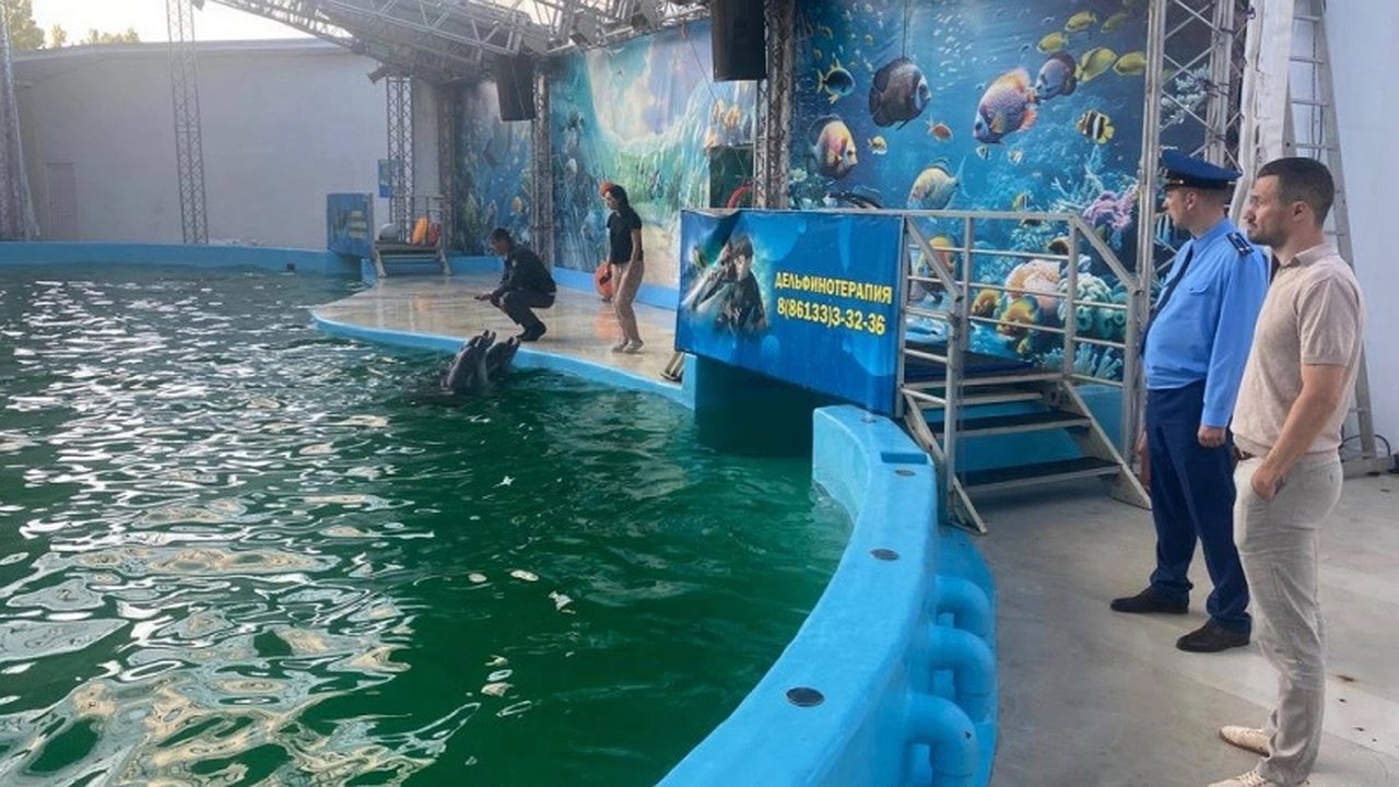 Главная картинка новости: Дельфинарии Анапы и Геленджика накажут