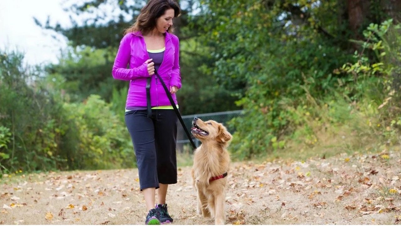 Главная картинка новости: На Малой Земле запретили выгуливать собак
