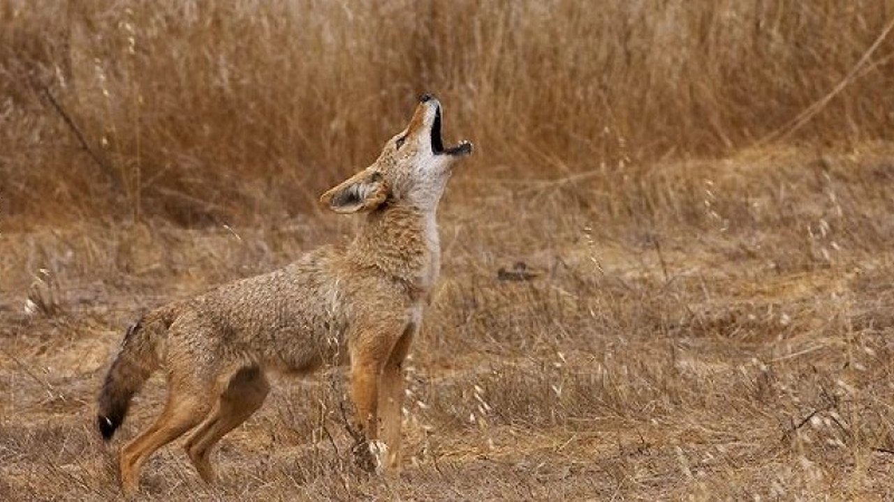 Главная картинка новости: В Прилагунье поселились шакалы