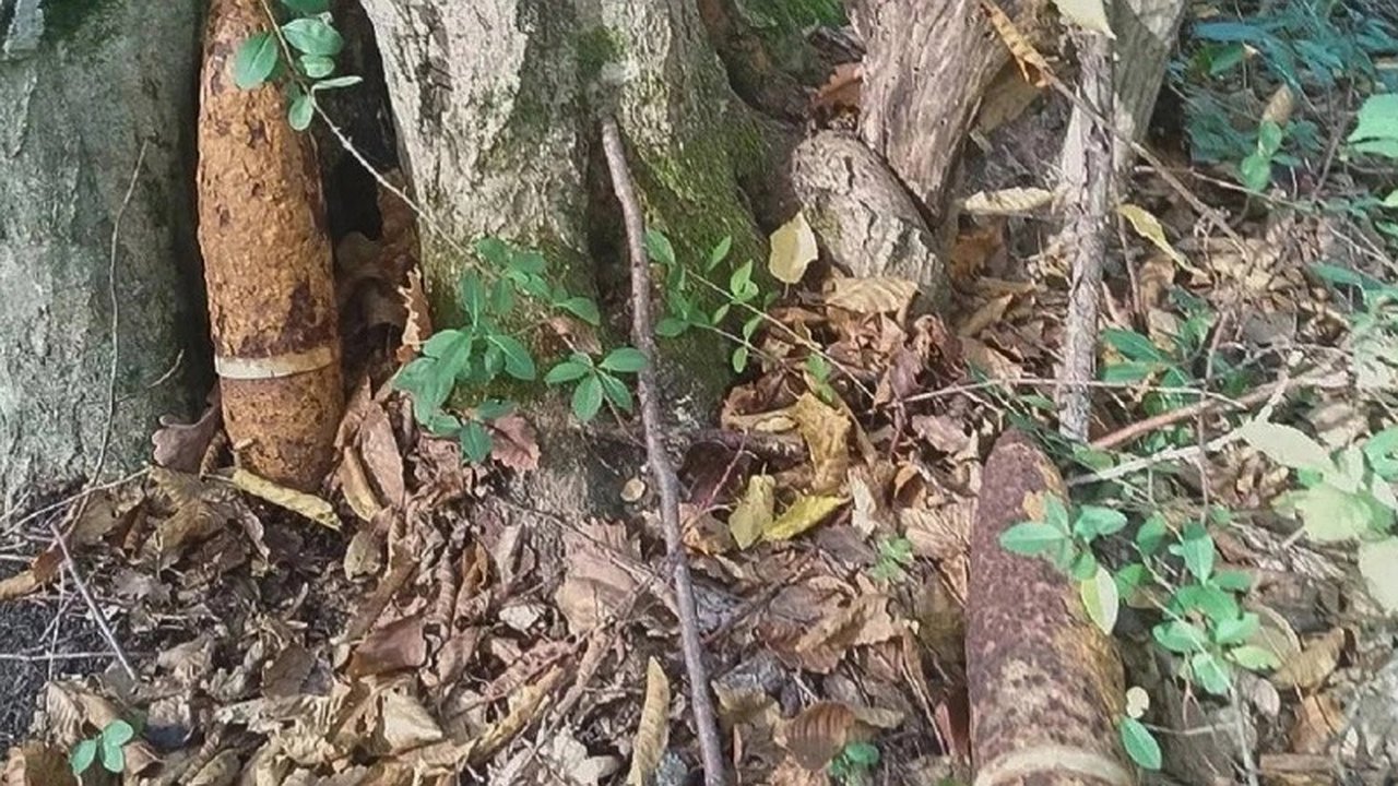 Главная картинка новости: Под Новороссийском грибники нашли снаряд времен ВОВ