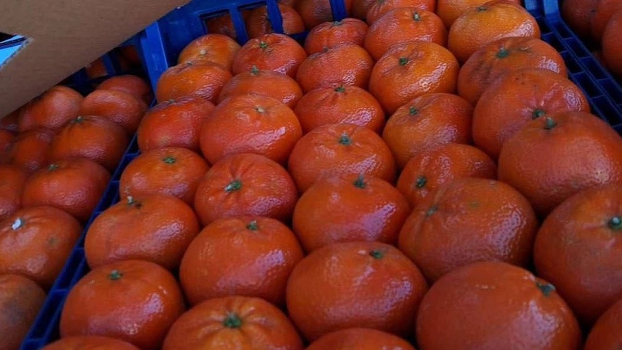 Главная картинка новости: В Новороссийске изъяли мандарины с опасными вредителями