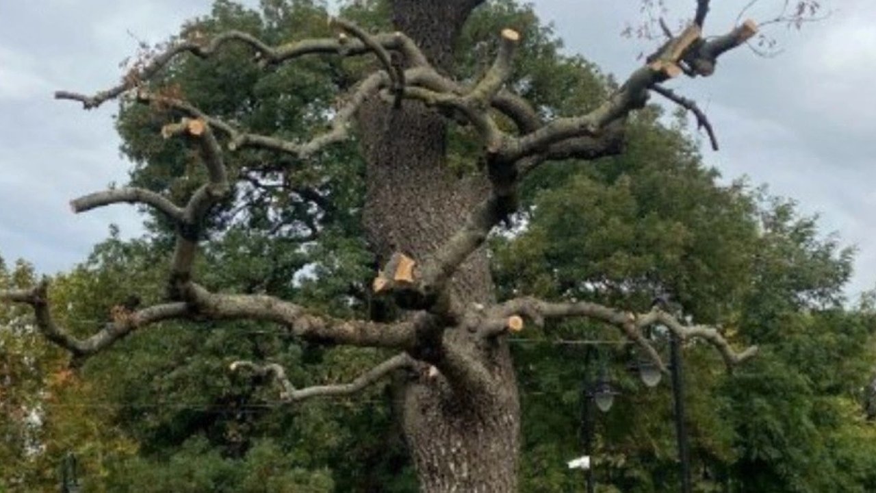 Главная картинка новости: Местные жители заметили, что в сквере Новороссийска обкромсанное дерево