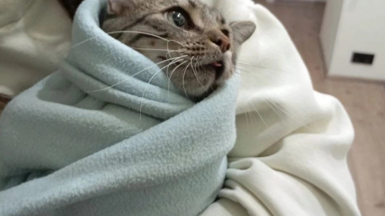 Главная картинка новости: В Новороссийске спасатели достали кота из электрощитка