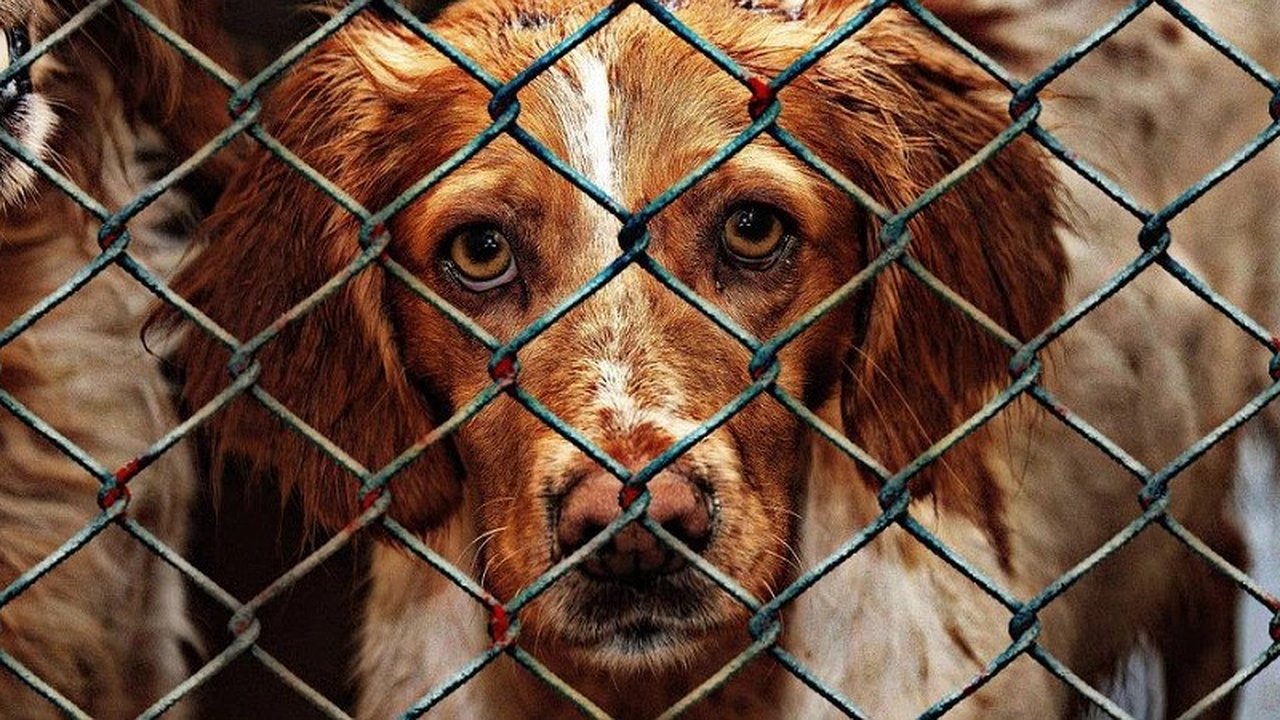 Главная картинка новости: Бездомных собак из Новороссийска перевезут в Анапу