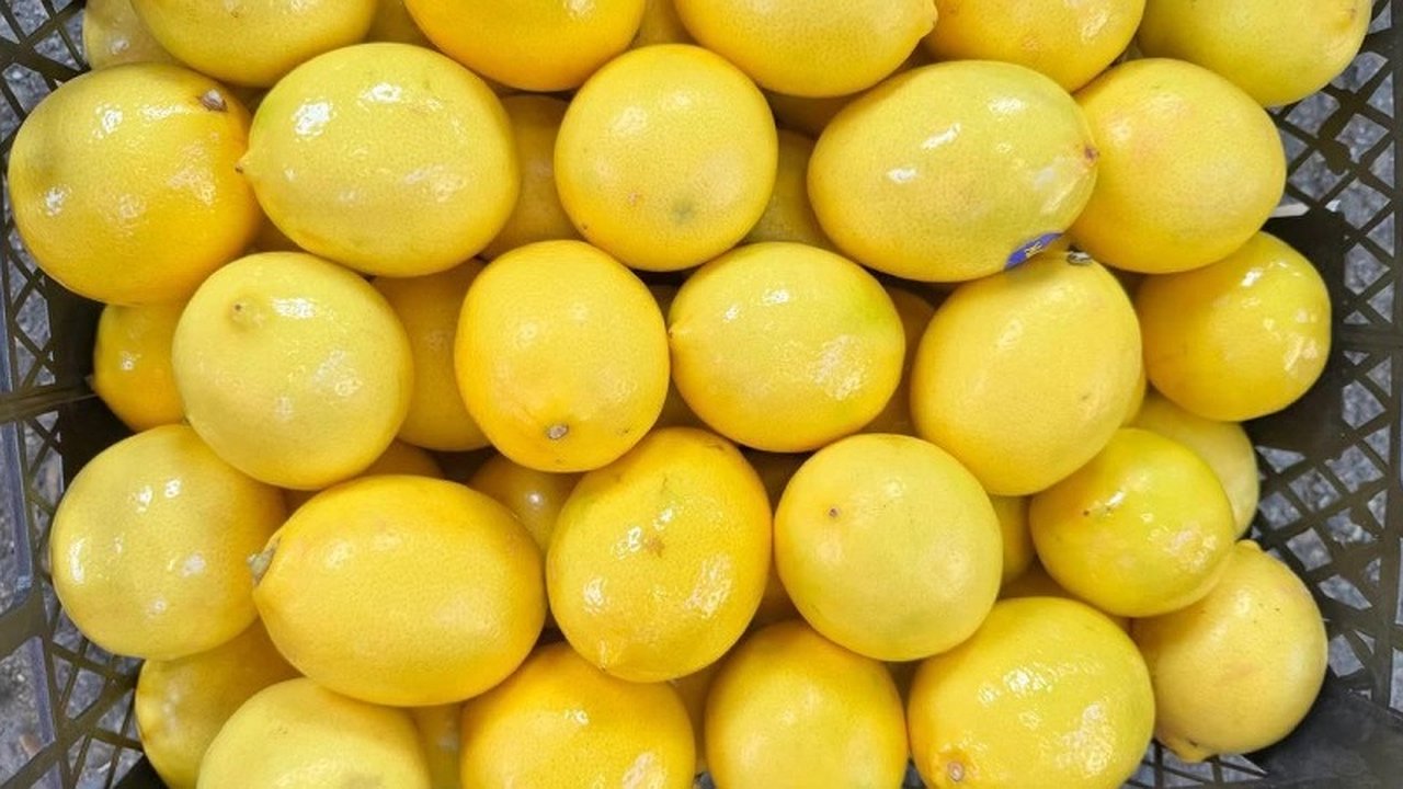 Главная картинка новости: В Новороссийске задержали партию лимонов из Турции