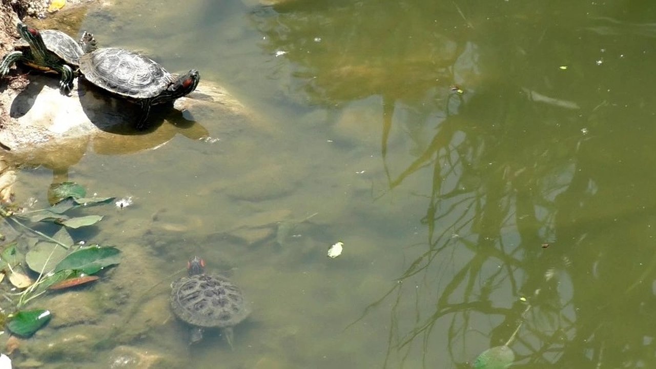 Главная картинка новости: Реконструкция «Южных прудов» в Новороссийске не навредит пресноводным