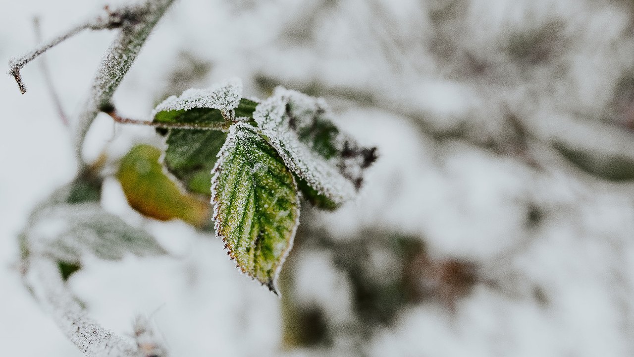 Главная картинка новости: Понижение температуры воздуха в Краснодарском крае: прогноз на пятницу