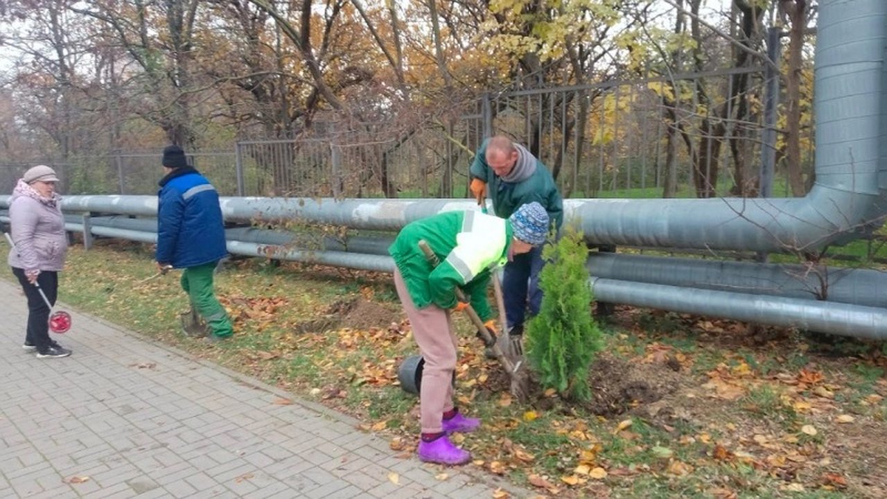 Главная картинка новости: Экологи предупреждают: туи в Новороссийске не переживут жаркое лето