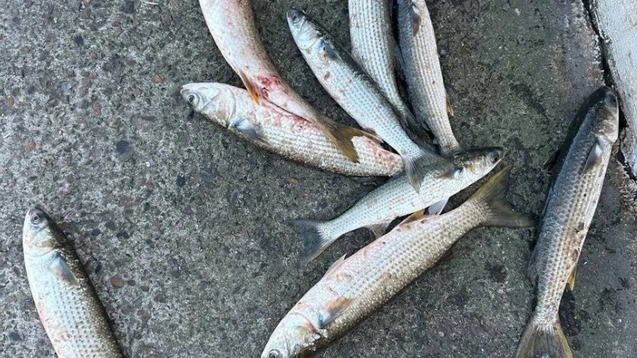 Главная картинка новости: Юные браконьеры пойманы на горячем: экоактивистка вмешалась