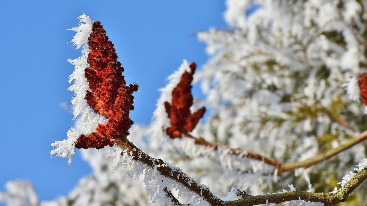 Главная картинка новости: "Начнется 6 декабря и будет длиться аж 43 дня подряд": неожиданный прогноз Вильфанда