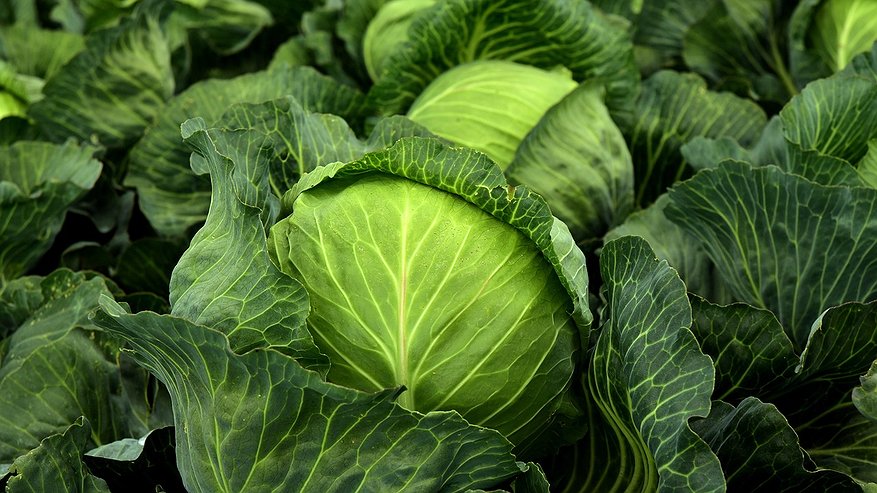 Главная картинка новости: Как сделать квашеную капусту очень вкусной и сочной: три проверенных способа