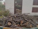 "Уничтожение зеленого оазиса": возмущение жителей Новороссийска после вырубки единственного дерева во дворе