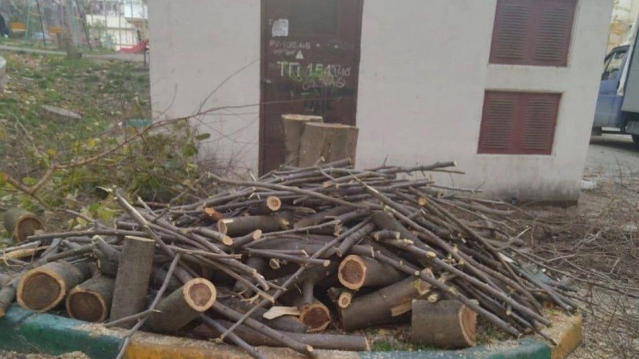 Главная картинка новости: "Уничтожение зеленого оазиса": возмущение жителей Новороссийска после вырубки единственного дерева во дворе