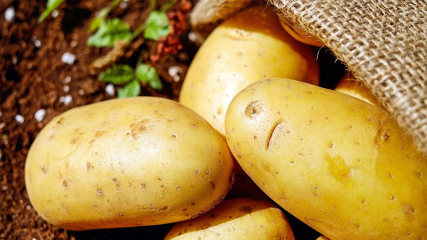 Главная картинка новости: По ведру с куста: этот сорт картофеля просто завалит вас урожаем