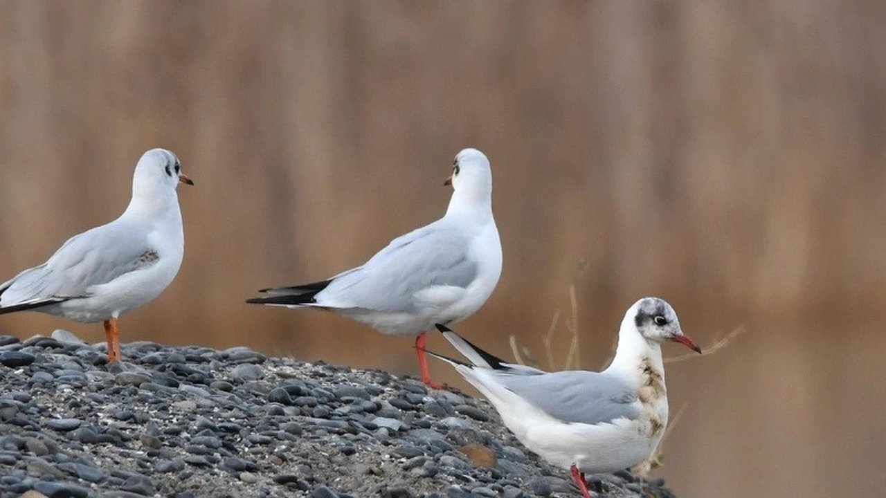 Главная картинка новости: Птиц со следами мазута заметили в Новороссийске: как помочь птицам, пострадавшим от загрязнения мазутом - советы специалистов